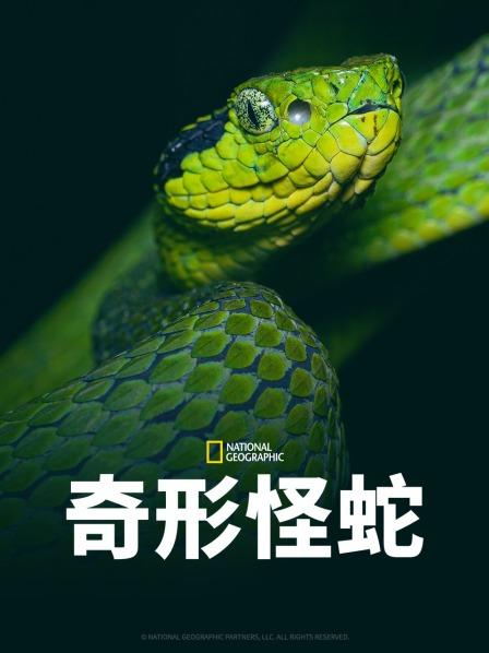 91视频专区《奇形怪蛇》免费在线观看